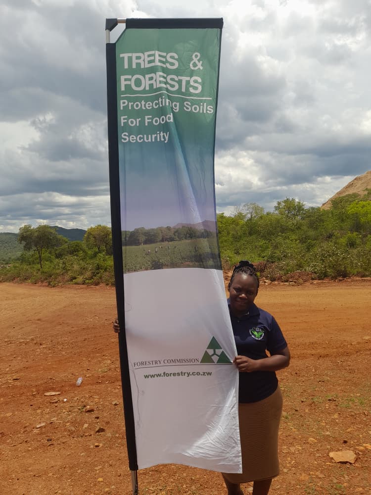 Ruwerera irrigation scheme member with covo crop